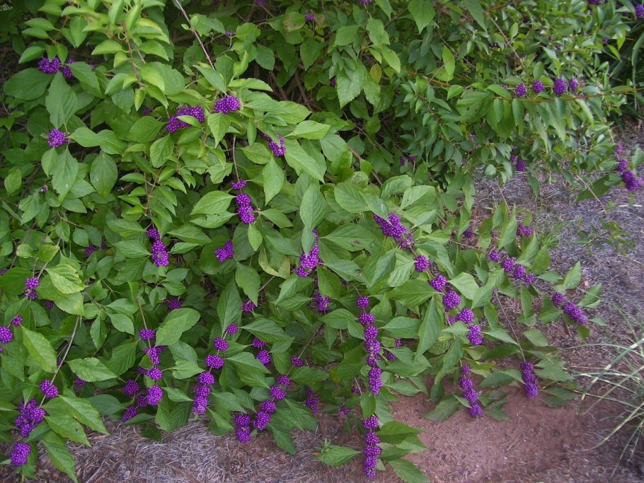 Красноплодник Сумеру