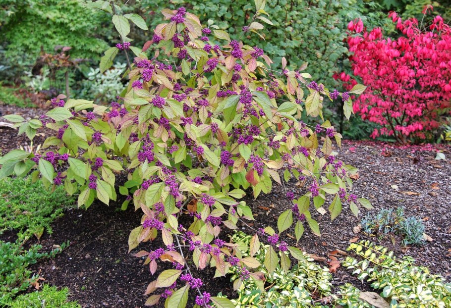 Красивоплодник Бодиньера