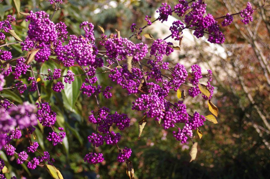 Красивоплодник Бодиньера