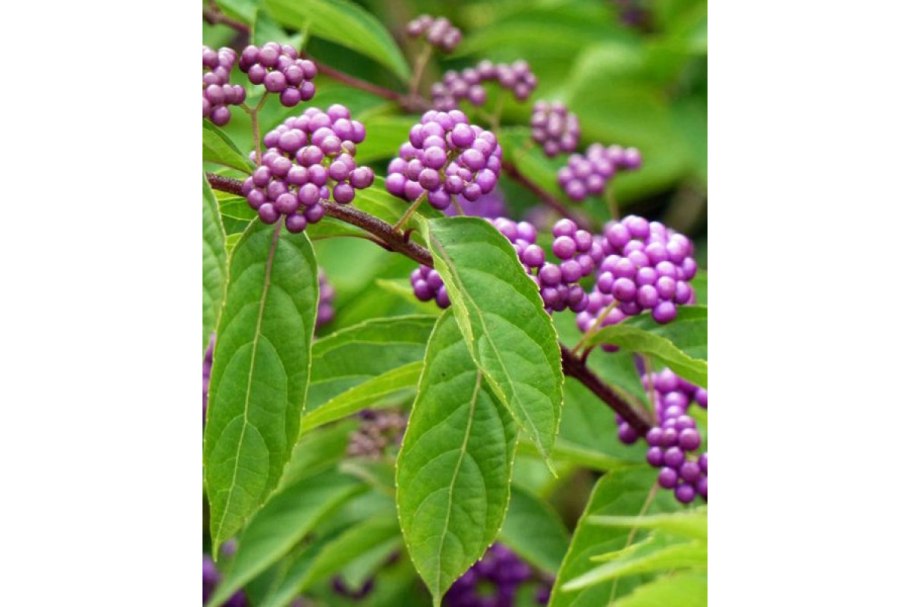 Красивоплодник Бодиньера