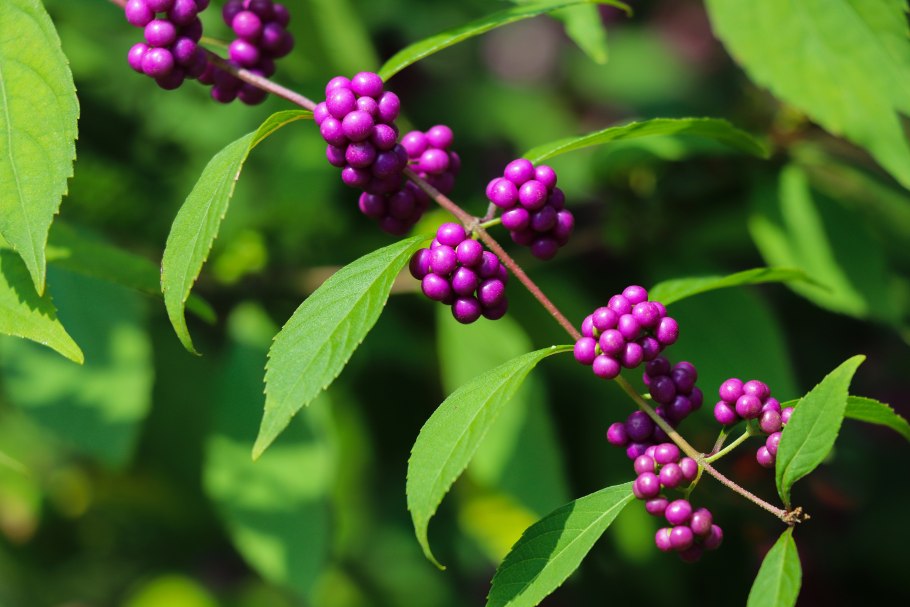 Растение Красивоплодник