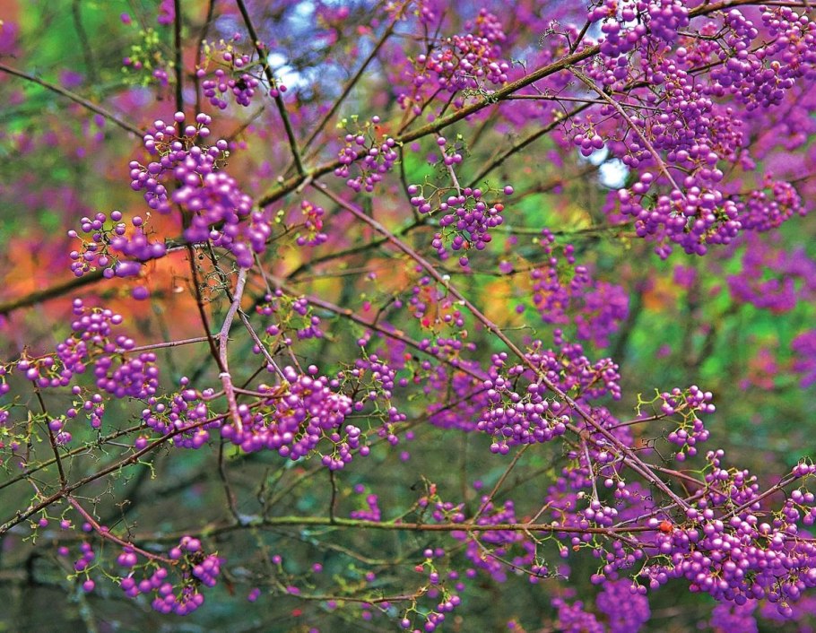 Калликарпа Красивоплодник