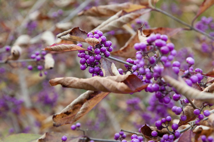 Красивоплодник Бодиньера