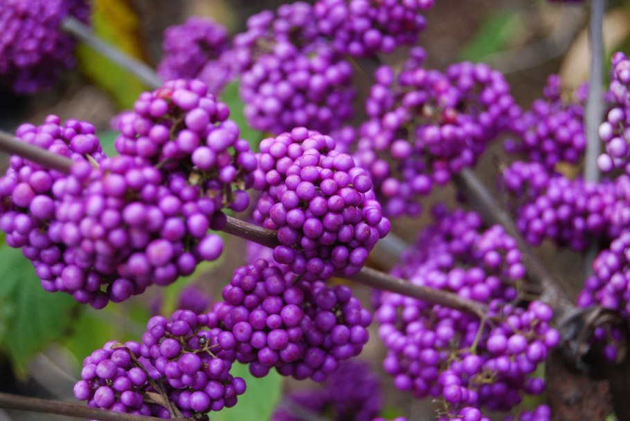 Красивоплодник Бодиньера ЖИРАЛЬДА