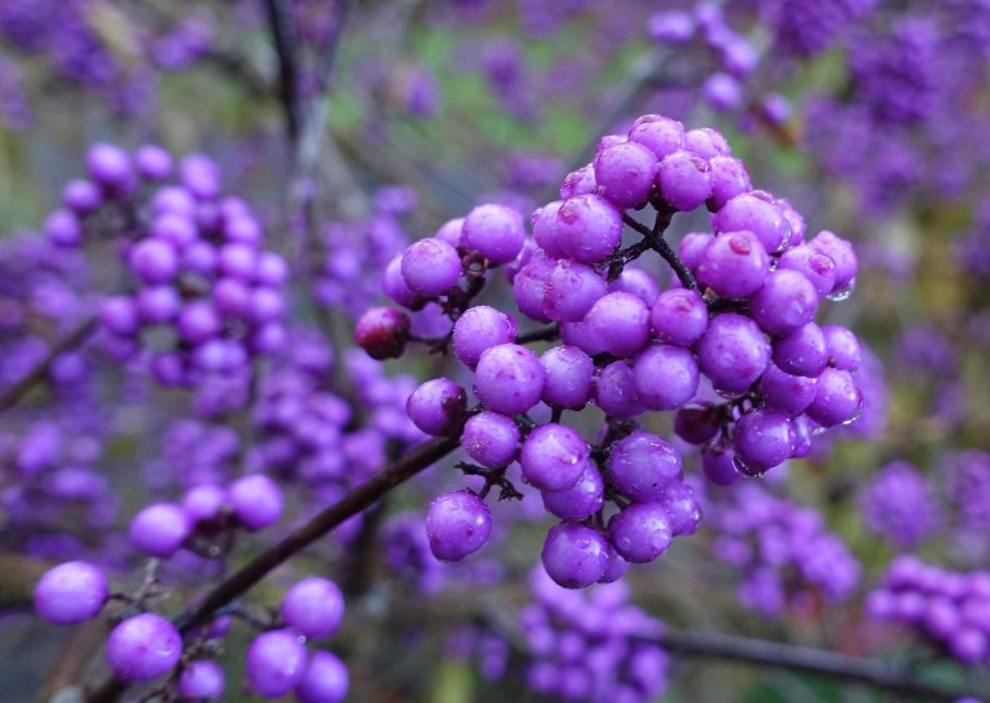 Callicarpa bodinieri Profusion зона зимостойкости