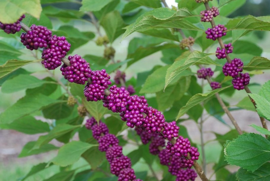 Красивоплодник Бодиньера- куст