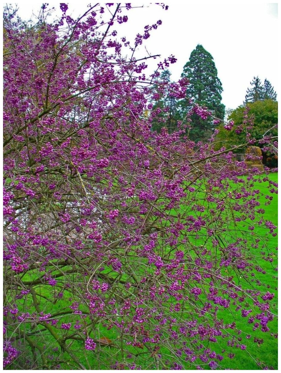 Красивоплодник Геншин