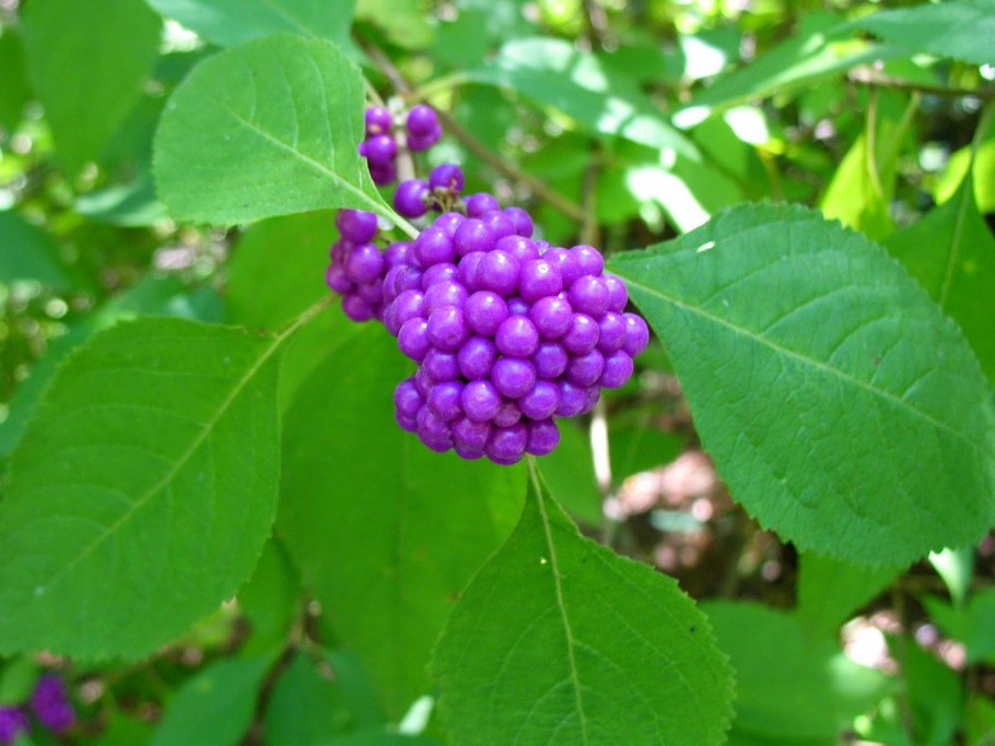 Callicarpa shikokiana