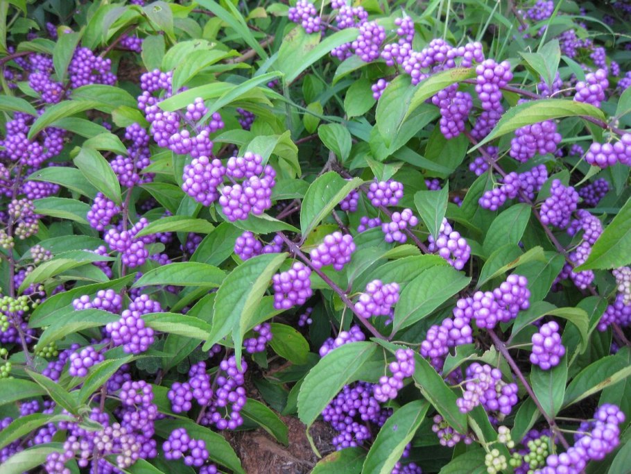Callicarpa bodinieri var. Giraldii
