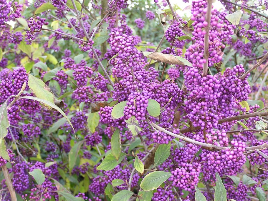 Красивоплодник Бодиньера