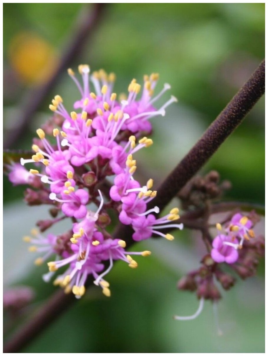 Красивоплодник Бодиньера