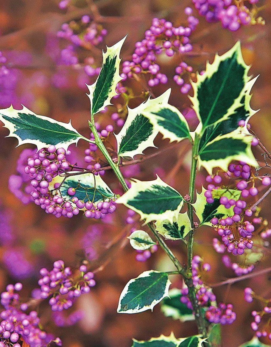 Красивоплодник Бодиньера Профьюжн в ландшафтном дизайне