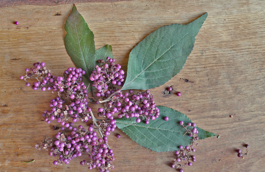 Красивоплодник вильчатый