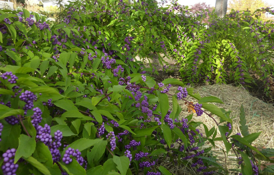 Красивоплодник Бодиньера