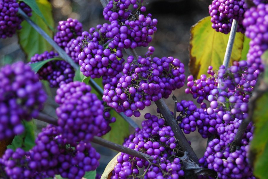 Калликарпа giraldii