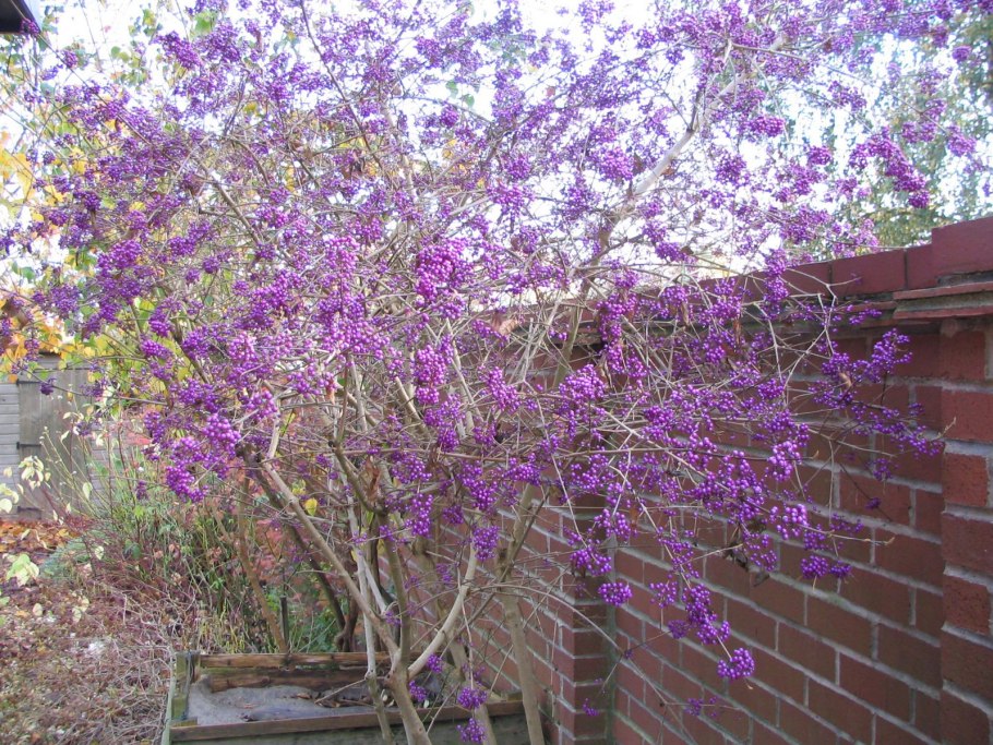 Красивоплодник Бодиньера Профьюжн