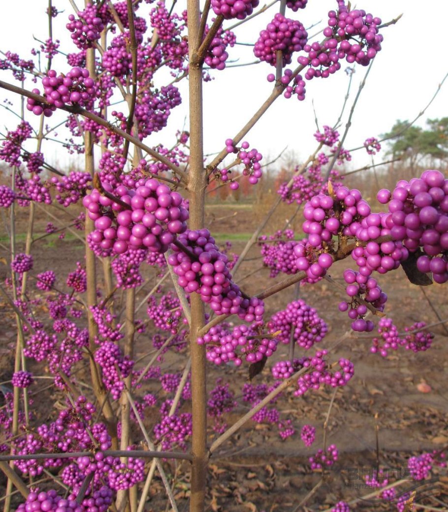 Красивоплодник Бодиньера