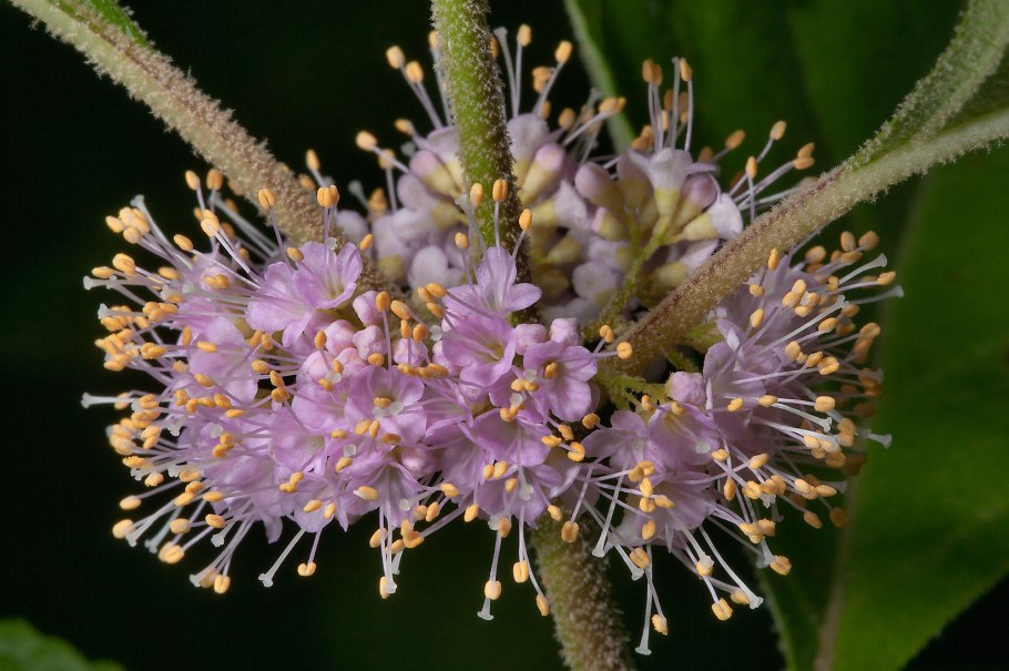 Калликарпа Красивоплодник