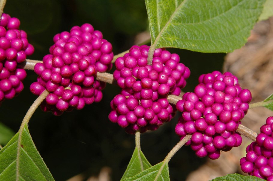 Красивоплодник Бодиньера ЖИРАЛЬДА