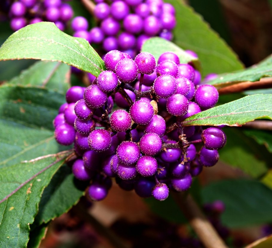 Красивоплодник в ландшафтном дизайне