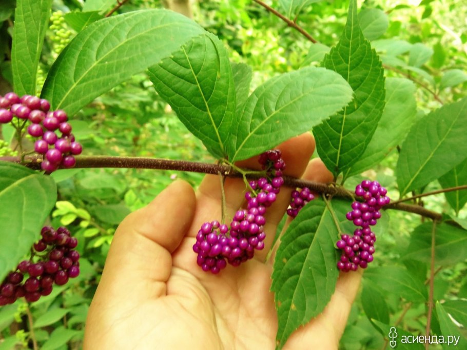 Красивоплодник Лейкокарпа