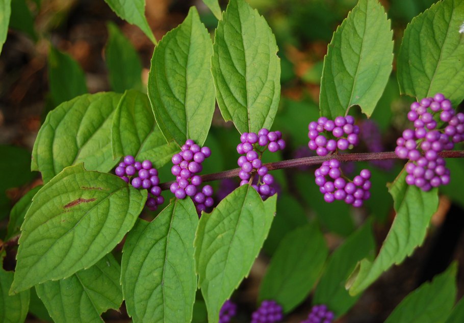 Красивоплодник японский Callicarpa japonica