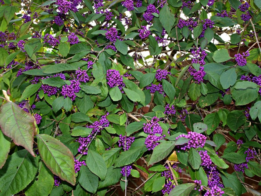 Калликарпа американская