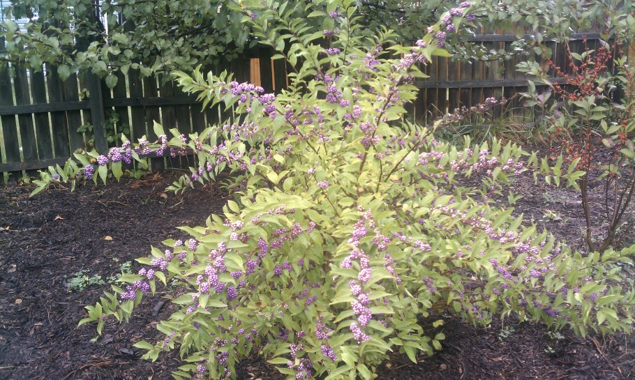 Красивоплодник Бодиньера- куст