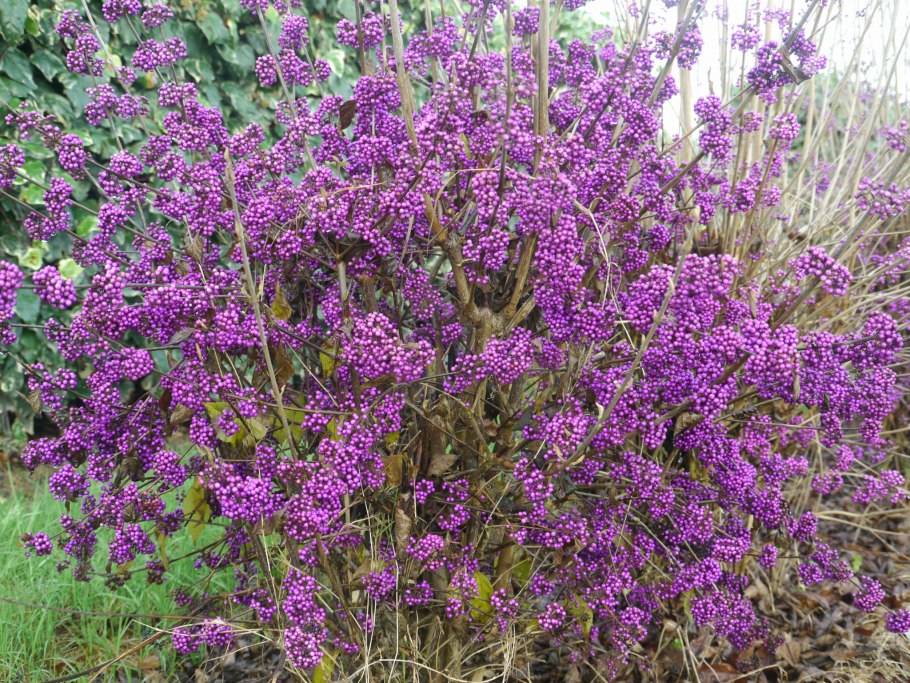 Callicarpa dichotoma