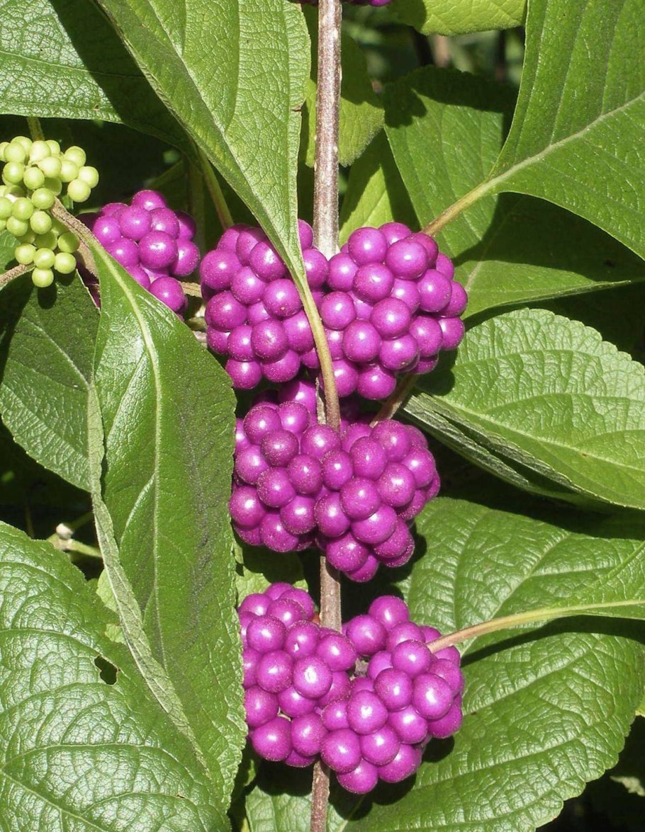 Callicarpa Americana medicinal