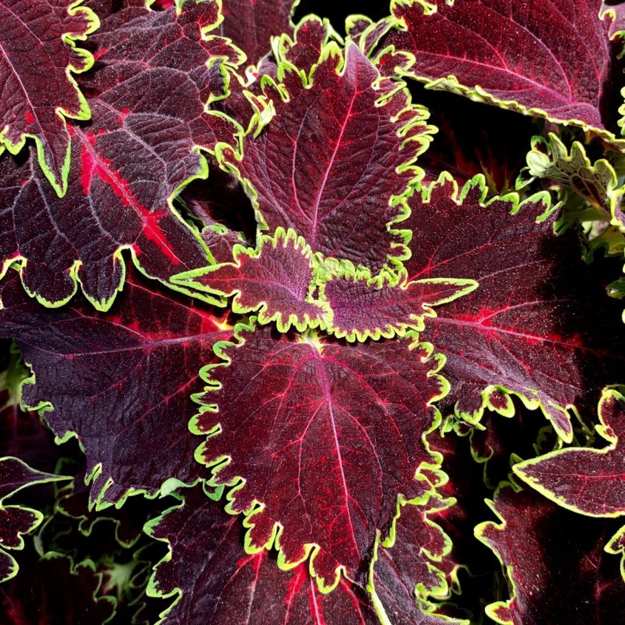 Колеус Дрэгон Блэк