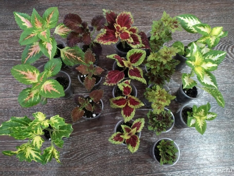 Дракон Роуз аниме