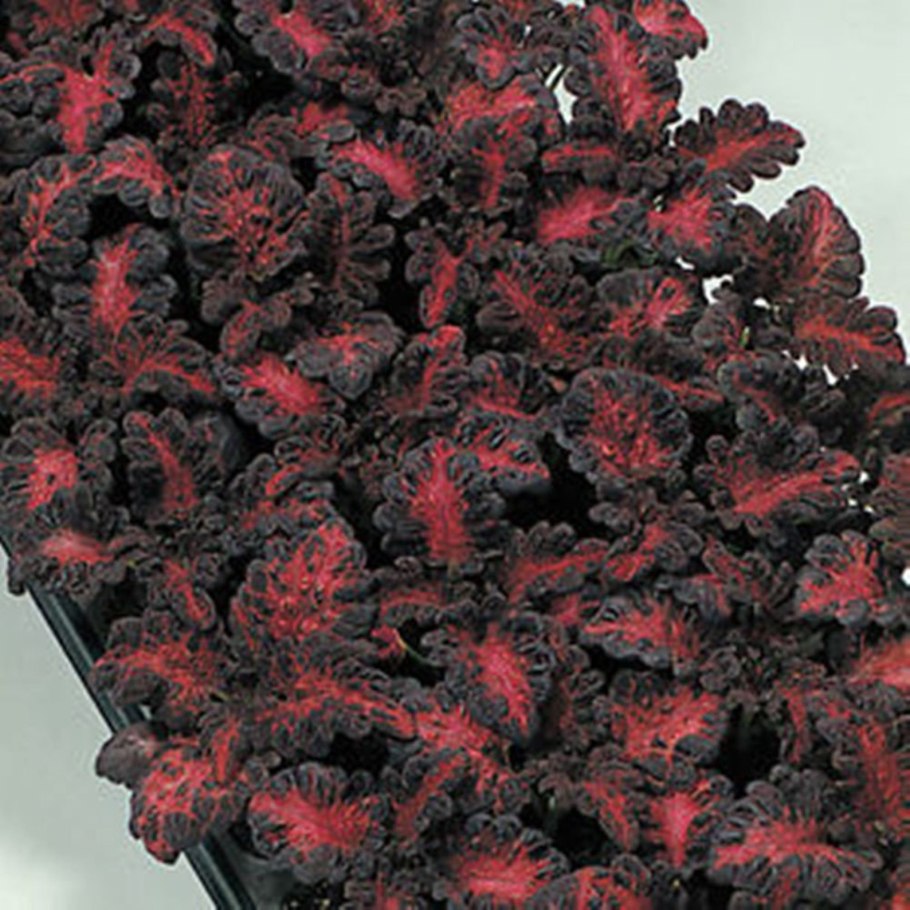 Колеус Дрэгон Блэк