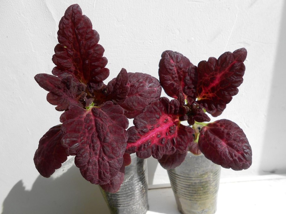 Колеус черный дракон