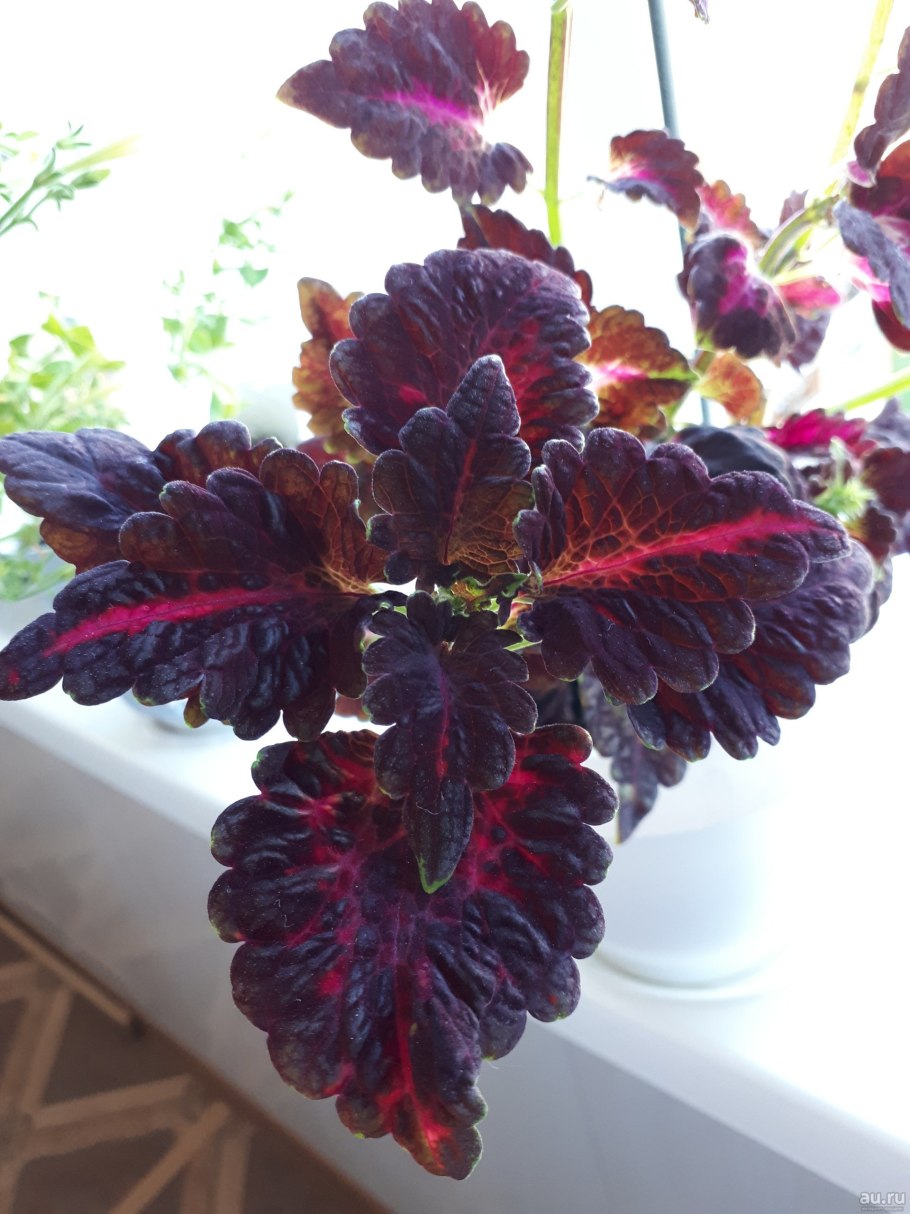 Колеус цветок Блэк драгон
