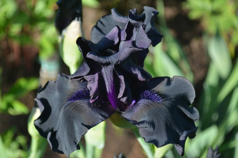 Ирис Chrysographes