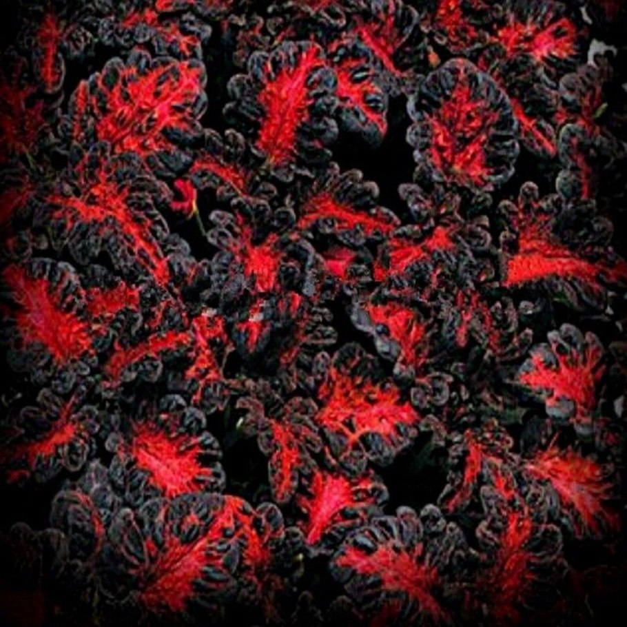 Семена колеус Блэк драгон