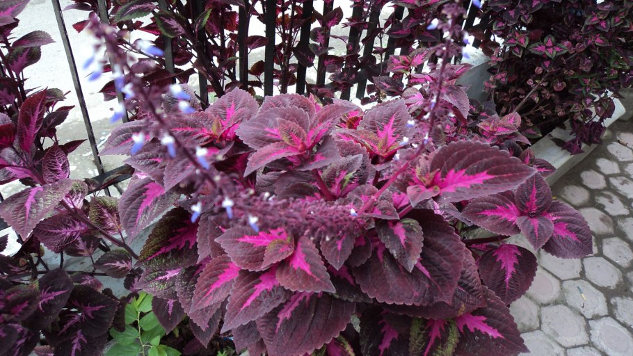 Гибискус Блэк дракон