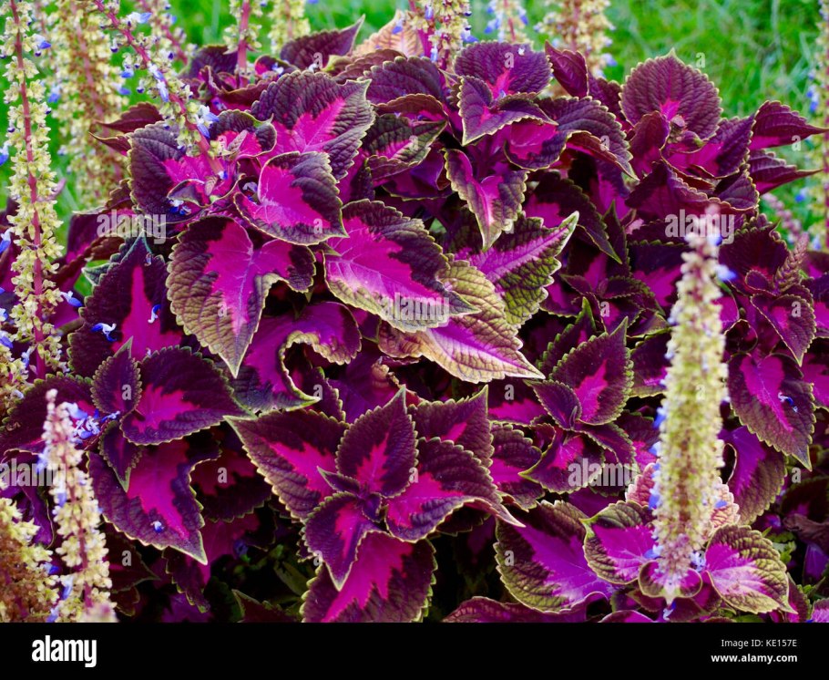 Хойя pubicalyx Black Dragon