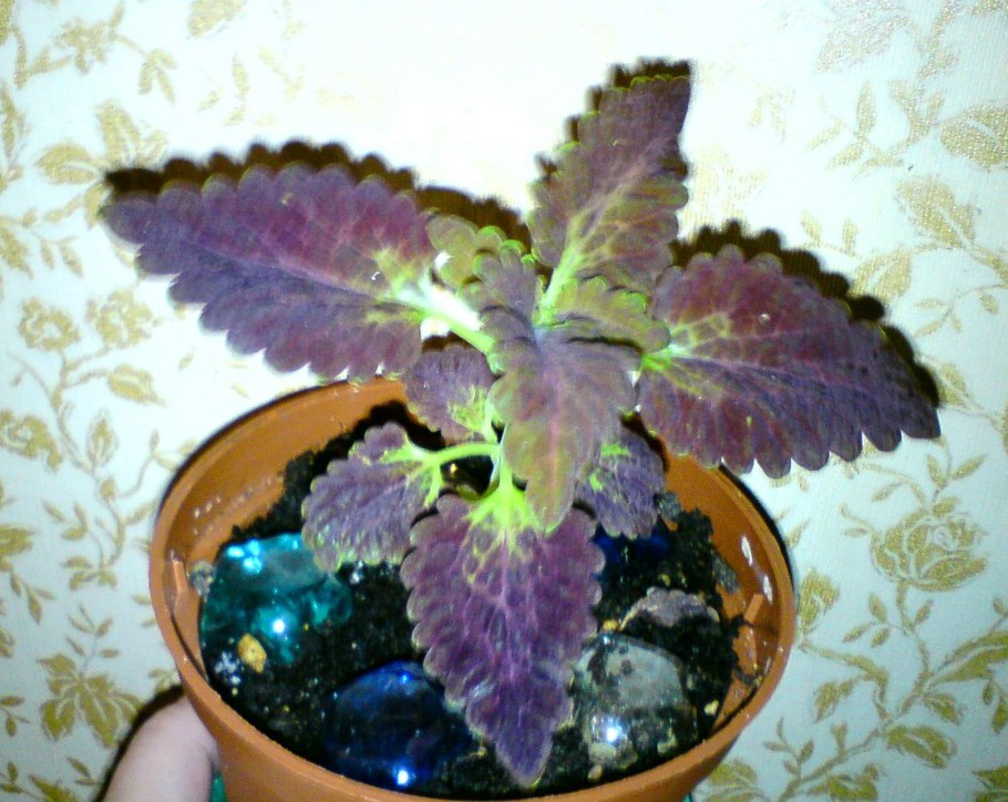 Колеус Дрэгон Блэк семена