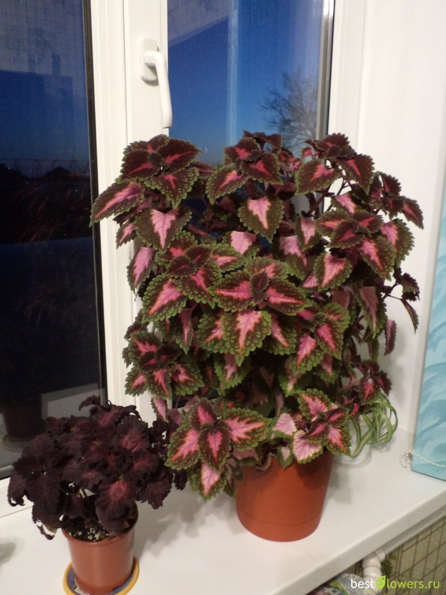 Колеус Дрэгон Блэк