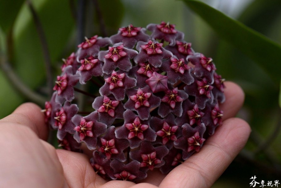 Колеус Отелло