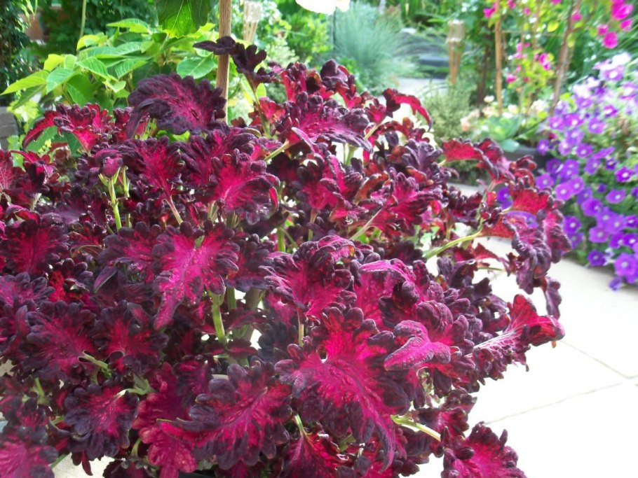 Колеус Ренельта