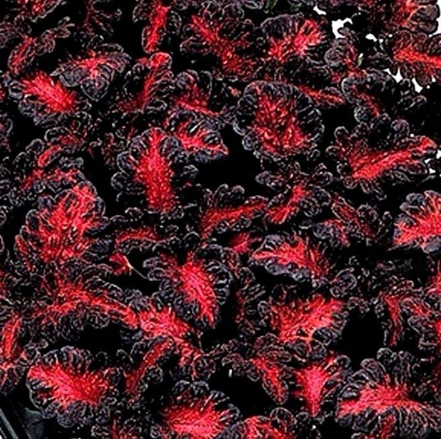 Колеус черный дракон