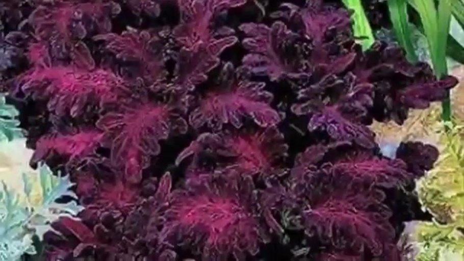 Колеус Блюме Блэк дракон