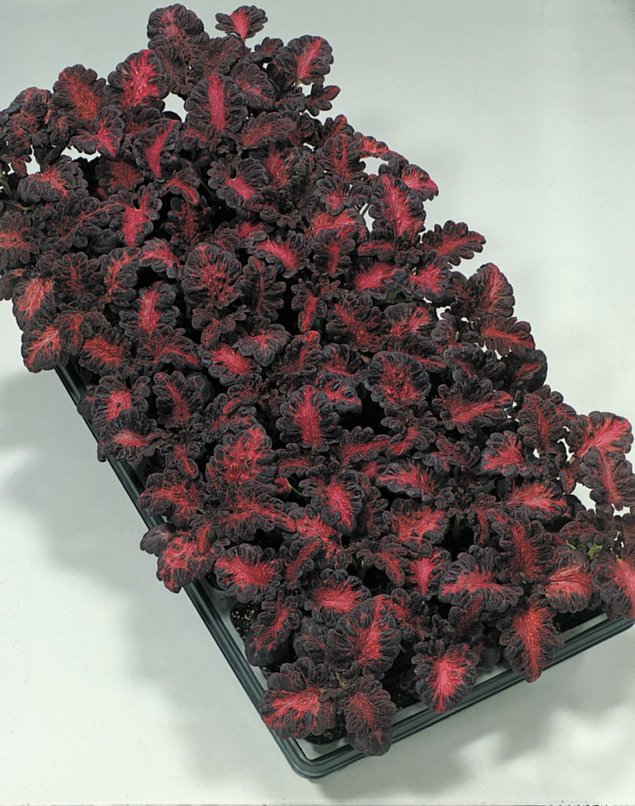 Колеус Дрэгон Блэк