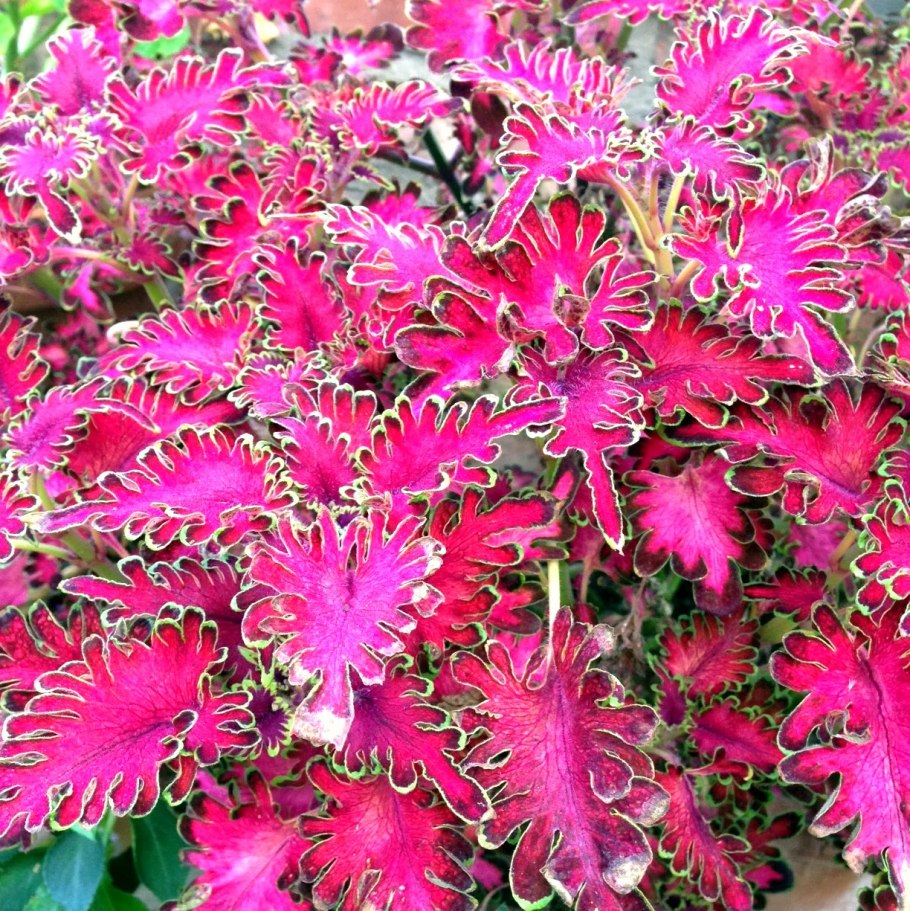 Колеус Coleus Wizard Scarlet