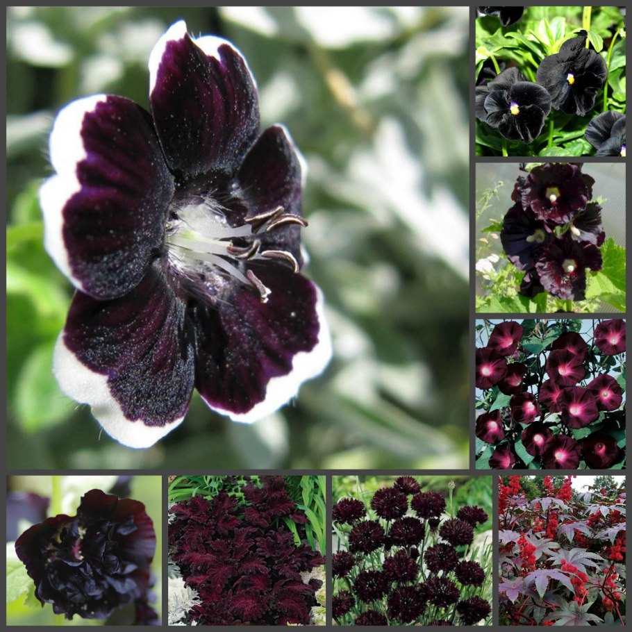 Саша и дракон