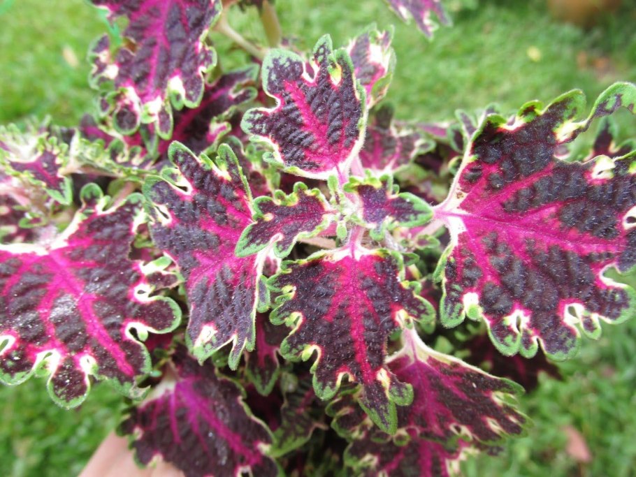 Престиж колеус черный дракон