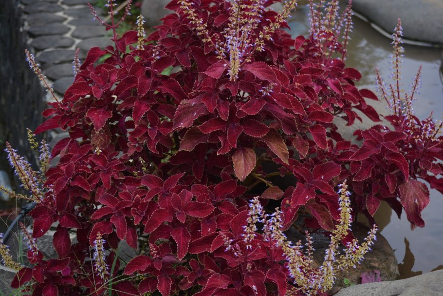 Колеус черный дракон